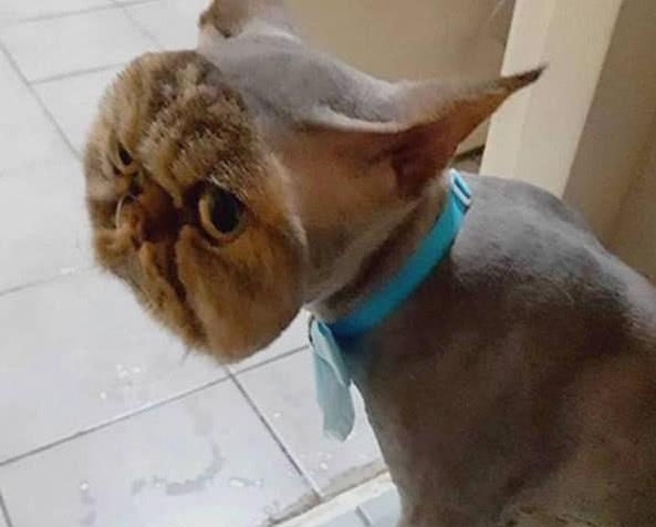 怕猫咪中暑带到宠物店剃毛2个小时后主人一看差点把店砸了