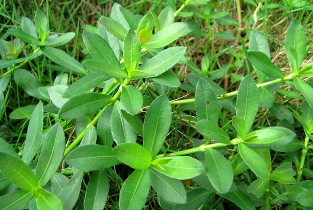 农村常见的这种草,农民一见就烦,直接拔掉,以前曾是救命草!