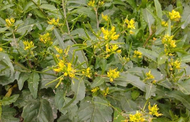 带给大家的野菜看似荠菜而不是荠菜,看似油菜花而不是油菜花,叫做蔊菜