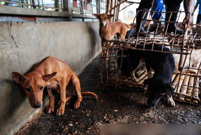 世界上最大的狗肉市场每年要吃掉20多万只狗