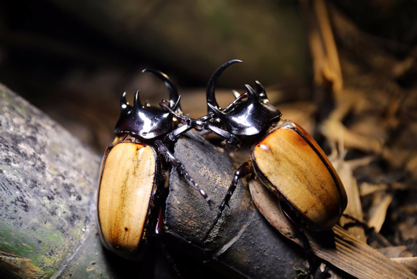 中国第二大甲虫四川首次发现细角疣犀金龟