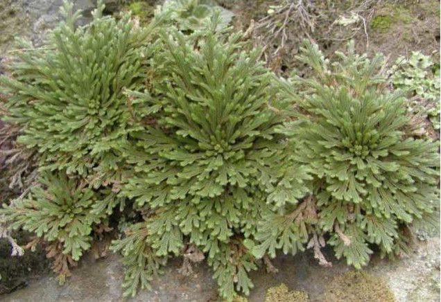 功效比较神奇,首先它的名字就很神奇,叫"九死还魂草",而且具有"打不死