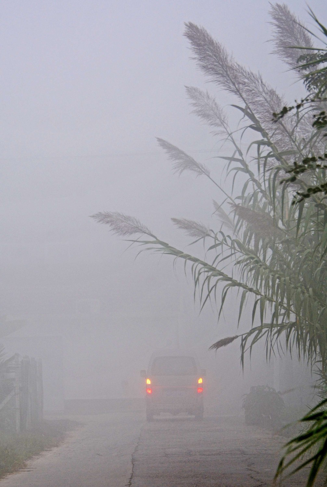 雾中即景,今天早晨的大雾,摄于无锡市锡山区锡北镇.