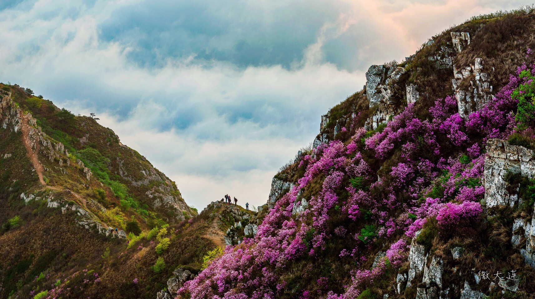 春风十里,唯有大黑山杜鹃花云海.