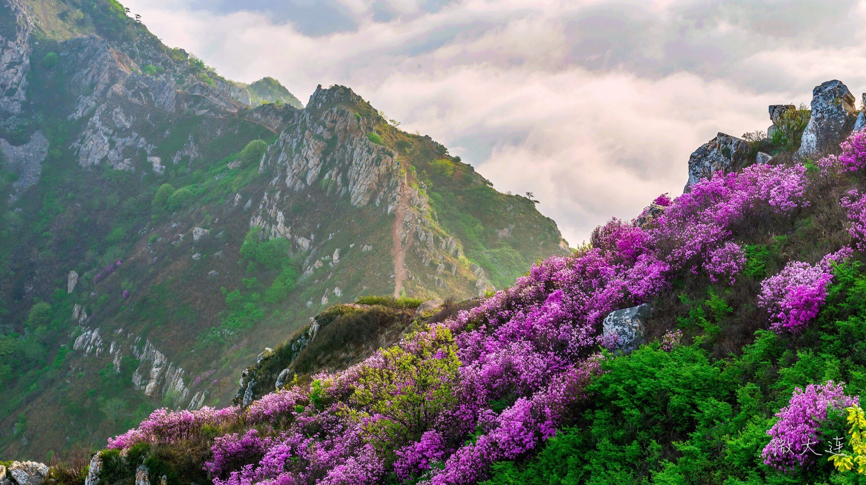 春风十里,唯有大黑山杜鹃花云海.
