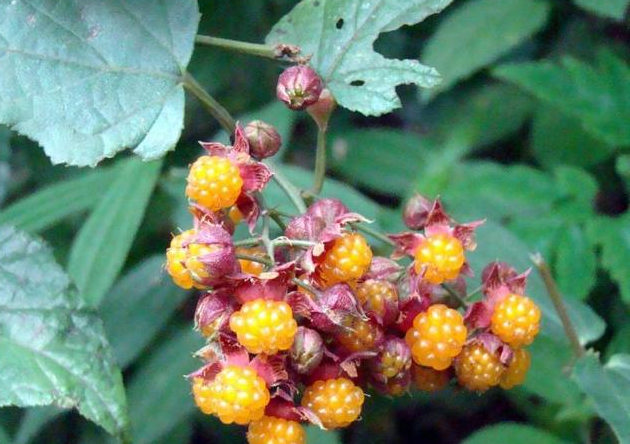 农村真正的野生土水果现在高价也很难买到你吃过几种