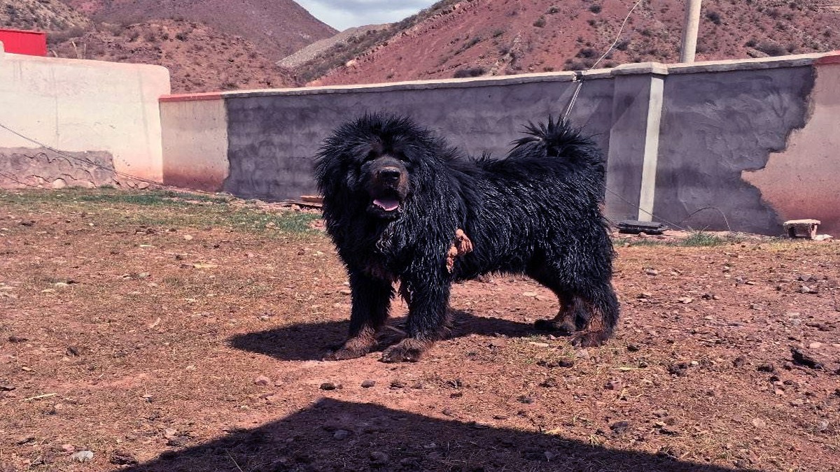 藏獒战斗力如何_藏獒战斗力排名第几