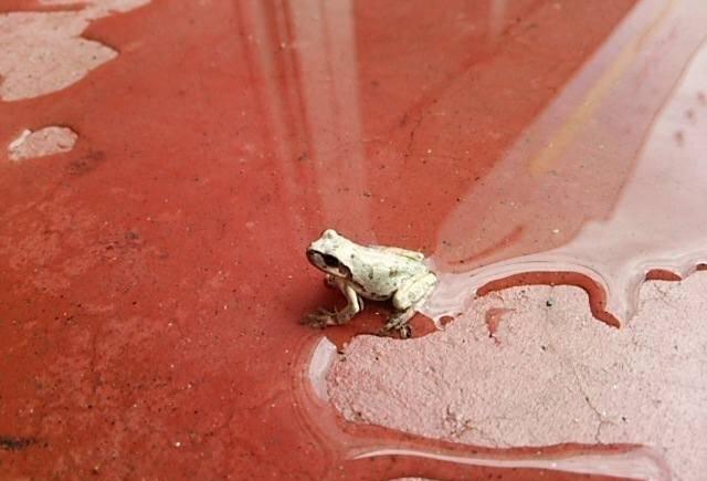 动物们顽强的生命力, 看看这只青蛙