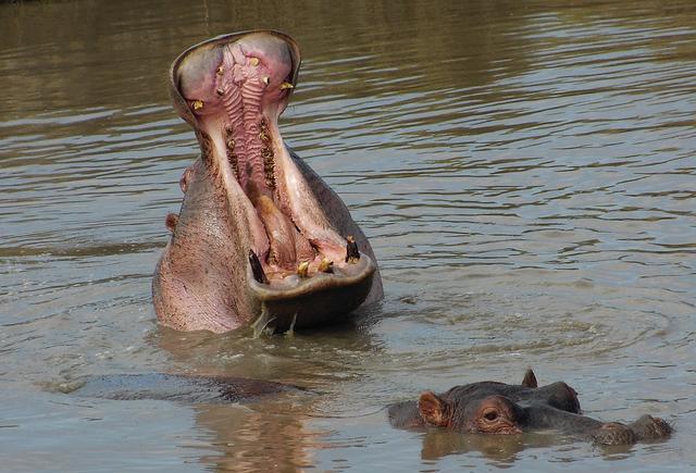 体长4米, 体重3千斤, 肥的像头猪|河马|体重|雄性_新浪新闻
