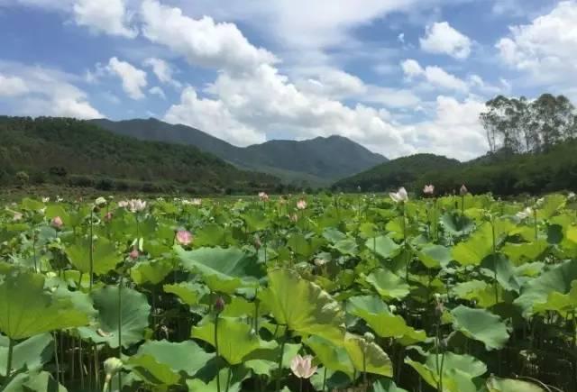 阳春岗美镇荷花正当时!趁着周末,这般美景还不约起?