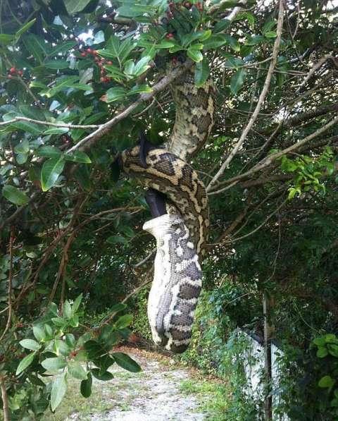 夫妇在树林里发现一条巨蟒, 就看见了接下来的这一幕