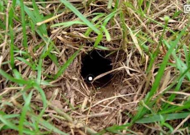 村民们大山打猎,狗狗对着洞口疯狂的叫着,结果掏出了个宝贝