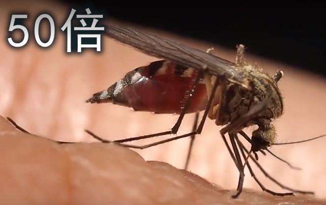 实拍男子将蚊子放大8000倍造型酷似外星人令人惊奇不已