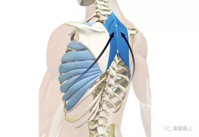 尝试通过启动菱形肌,稳定肩胛骨;然后通过收缩前锯肌上提和延展胸腔