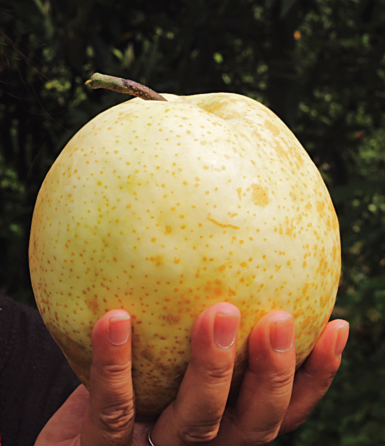 处暑梨王来消暑玉枝小暖男润心田