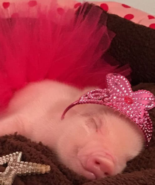 宠物猪最喜欢吃什么给你家猪买点好吃的吧