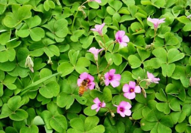 酸酸草——小时候寻找幸运草的梗|四叶草|幸运草|草堆_新浪新闻