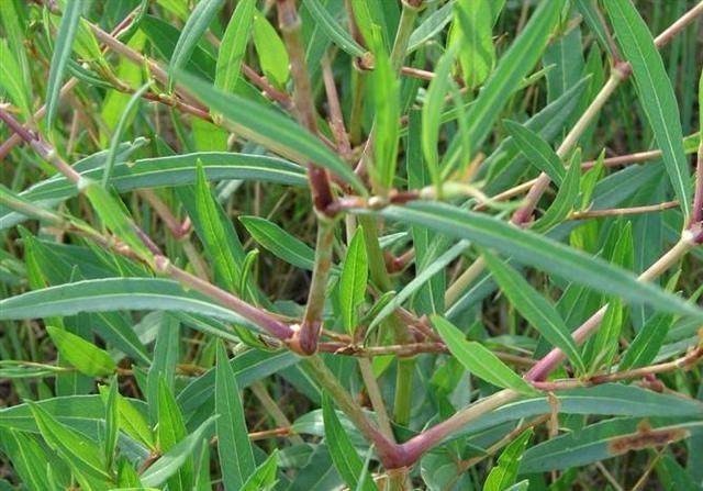 酸不溜生于山坡,沙丘,沟谷,丘陵坡地;分布辽宁,吉林,内蒙古,青海,四川