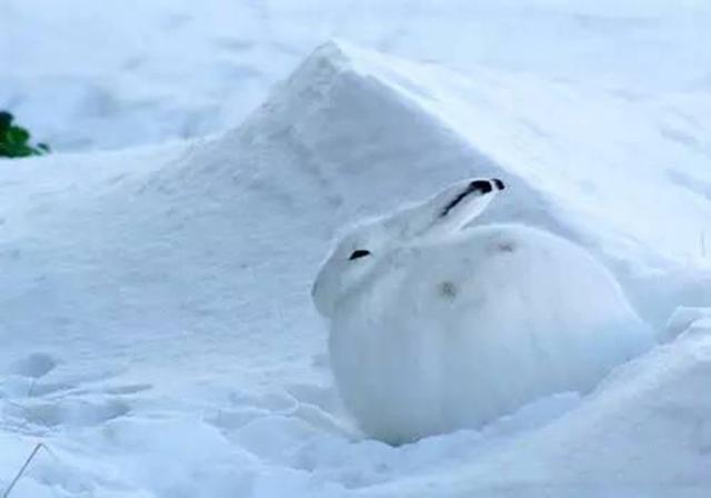 一度成为网红的萌兔子,站起来的一瞬间,形象就毁了|网红|北极兔|动物