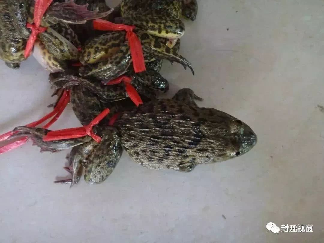 郁南人注意!现在捉个"田鸡"都要坐牢?已经有人中招啦