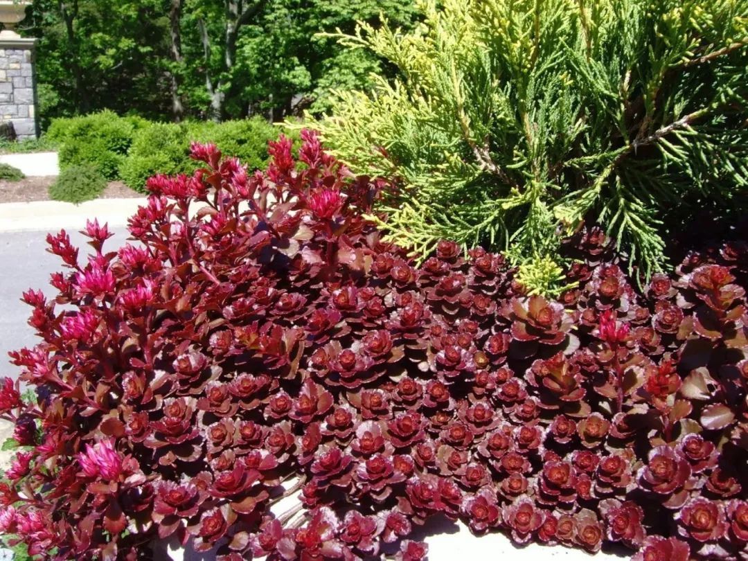 这7种植物铺在地面上就能不断开花繁殖，还能避免杂草长出来|养护|植物|杂草_新浪新闻