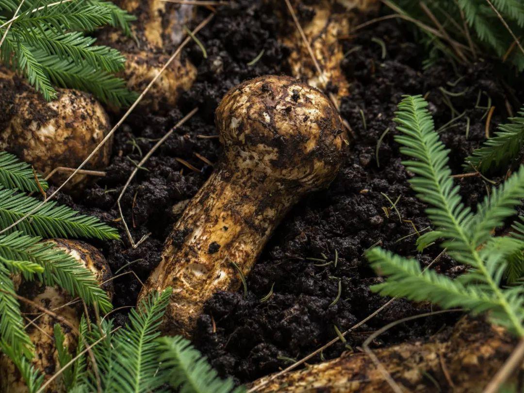 这种野生菌中的贵族曾是《舌尖上的中国》的首篇, 你知道吗?