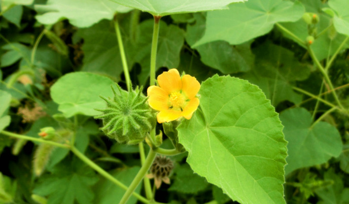 这种连猪都不吃的杂草可是耳聋耳鸣患者的福音城里人视如珍宝