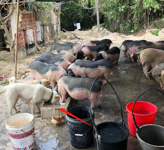 农村养猪场混进土狗,猪槽享用美食,走近瞧网友笑喷:看看人家!