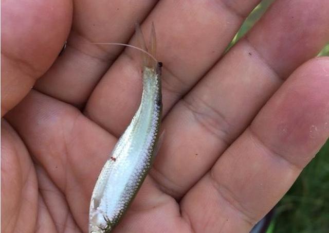 野塘|餐条|扁鱼_新浪新闻