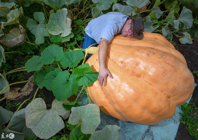 400公斤重的大西洋巨型南瓜你见过吗丨wlq终极玩家三农圈电