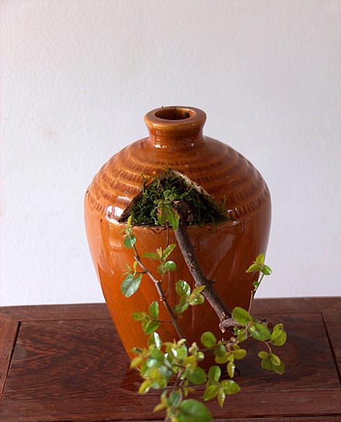 废物利用,旧酒瓶改盆景