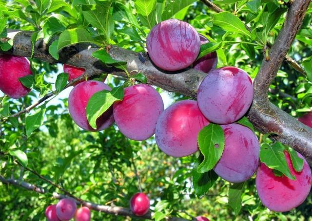 在农村烂树上没人吃的果子,到了城里变"超级水果",还供不应求