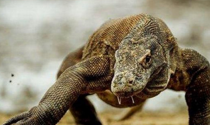 世界上最罕见的动物,有的消失了几个世纪又出现了