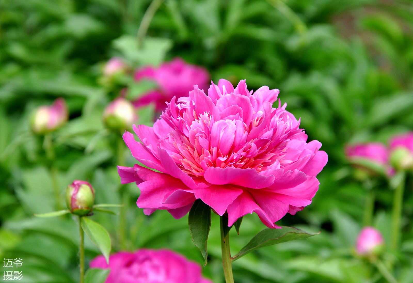 花相芍药【原创摄影】花相芍药【原创摄影】花相芍药