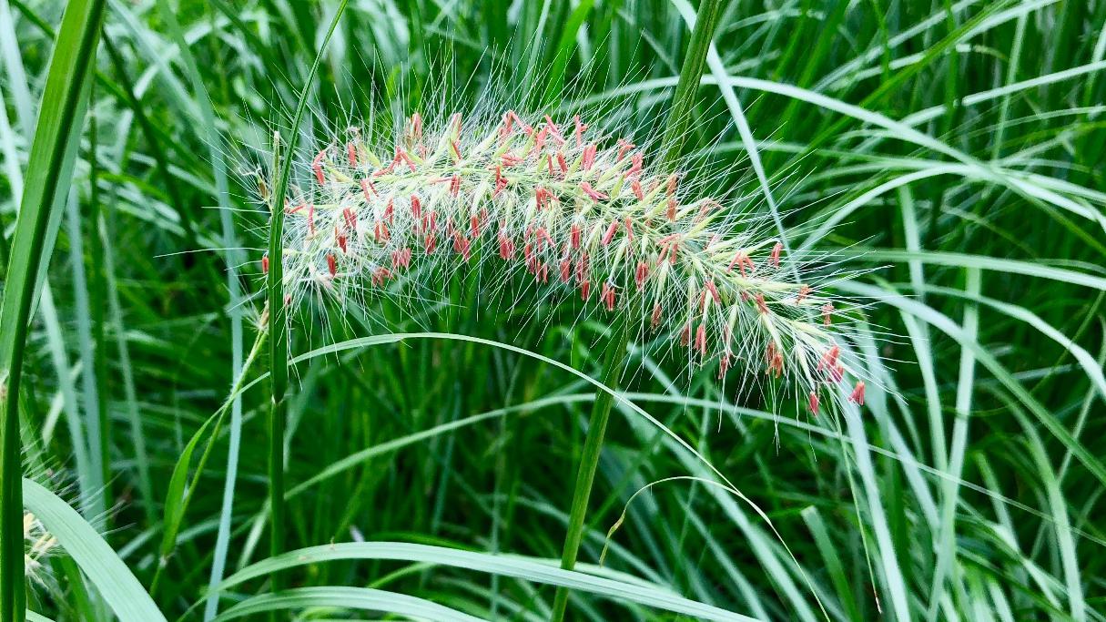 狼尾草:各阶段不同颜色的花,毛毛,禾本科植物