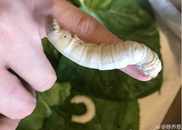 明星都爱养些奇葩宠物,藏獒,蜥蜴,陆龟,蚕,一个比一个吓人!