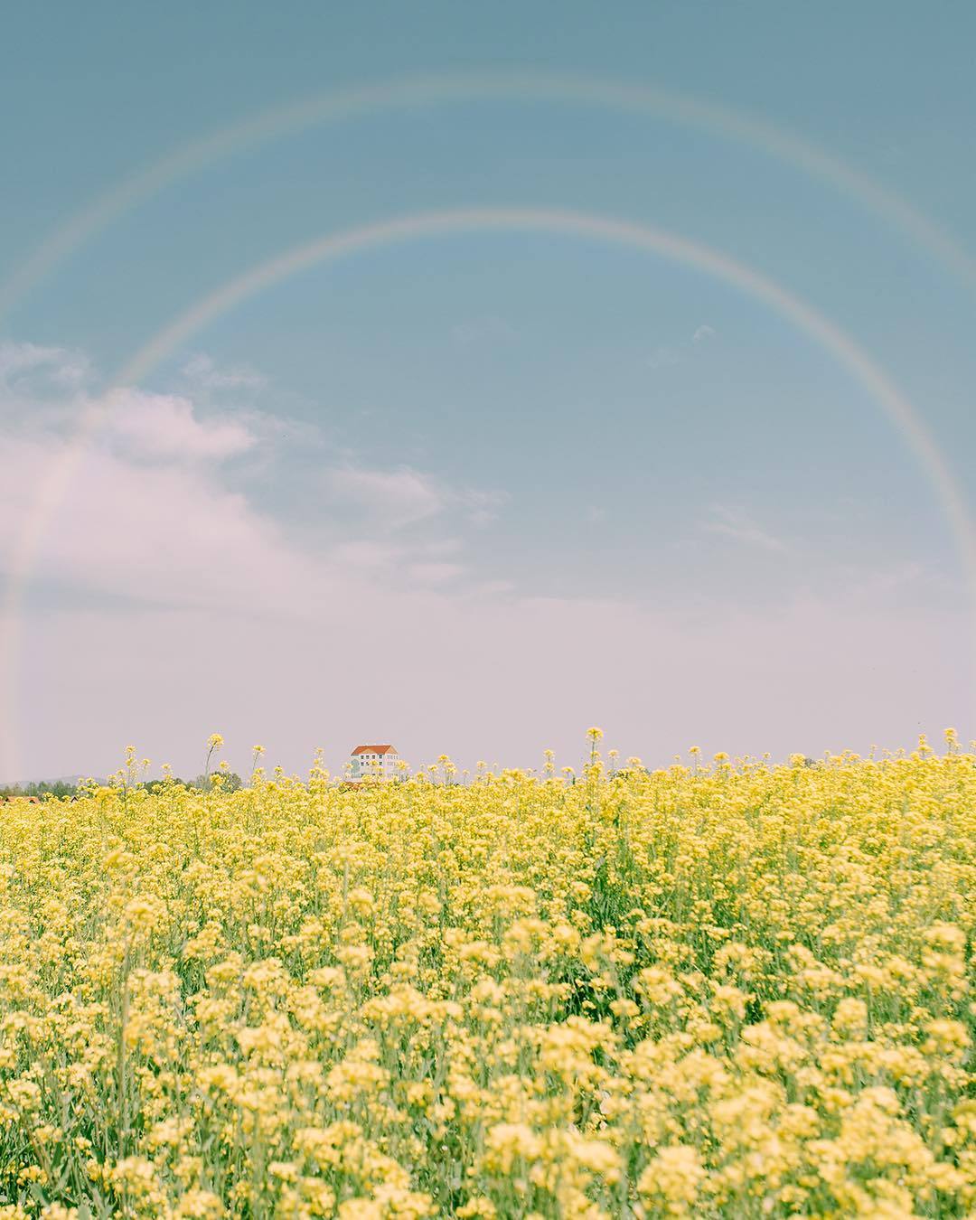 油菜花,彩虹