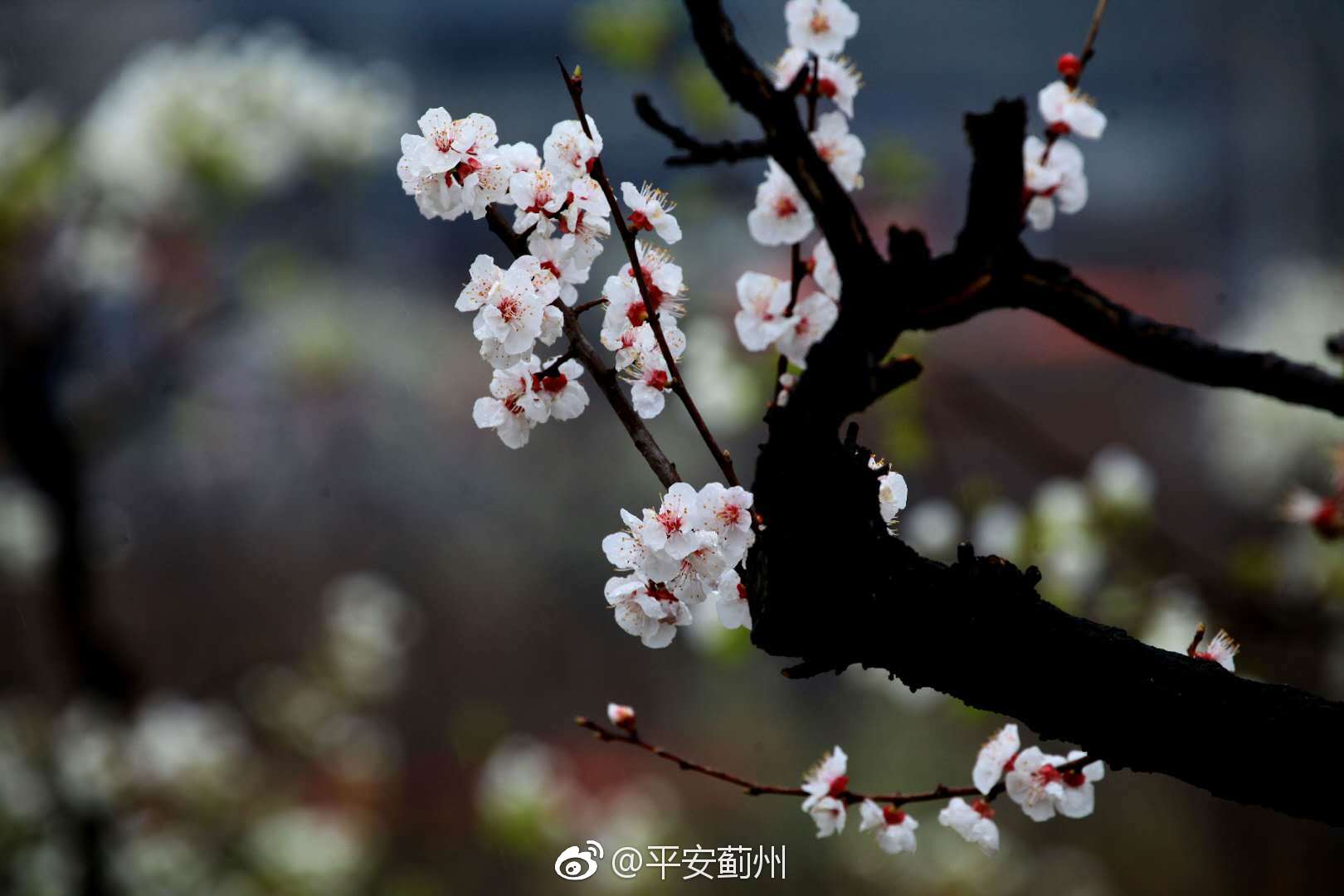梨花带雨 花美人更美