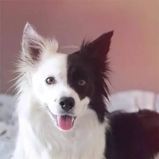 边牧是别具一格的汪拍照摆造型比许多人还专业