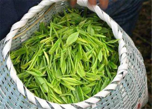 厉害了潜山天柱剑毫荣获国际茶叶博览会金奖