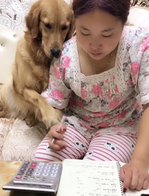 金毛正和女主睡觉,男主叫它让开,金毛不乐意瞬间跟他急眼了