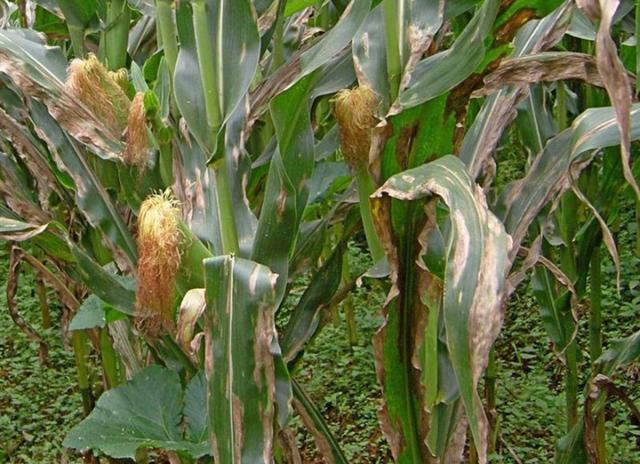 玉米大斑病怎么识别?发病因素有哪些?如何有效预防和防治?