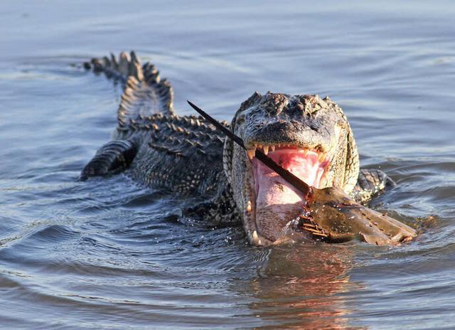 鳄鱼捕食螃蟹后无法下咽于是灵机一动想出此法被赞精明