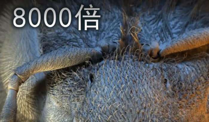 实拍: 男子将蚊子放大8000倍, 造型酷似"外星人"令人惊奇不已!