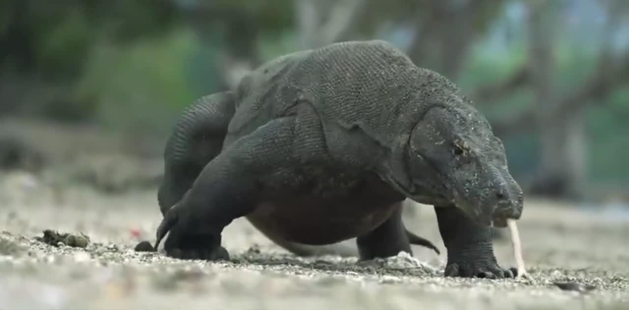 科莫|科莫多龙|天敌_新浪新闻