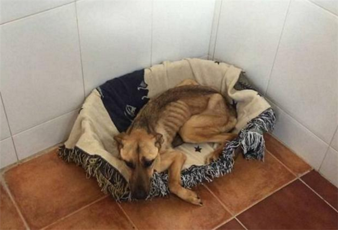 流浪狗被困破旧工厂,瘦得只剩皮包骨,真让人心酸!