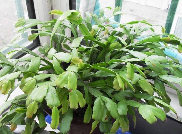 蟹爪兰长寿花不开花?做好此2件事,花苞不断,根系粗壮蹭蹭长!