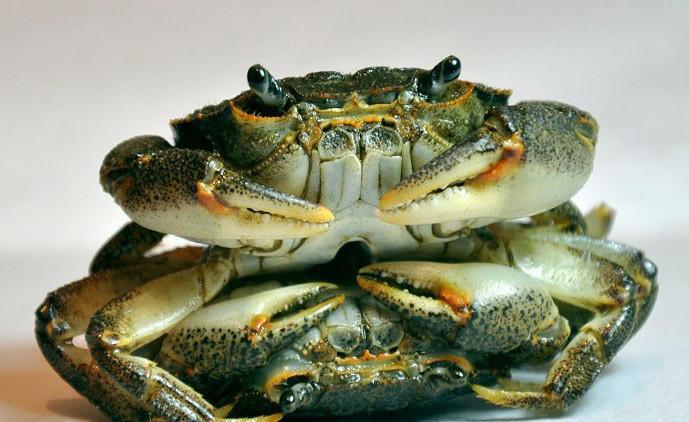 看蟹足,蟹足和躯体连接紧密,提起蟹体时蟹足坚硬,不