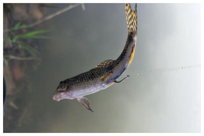 这种鱼看起来很像蝌蚪,一斤高达数百元.你知道这是什么鱼吗?