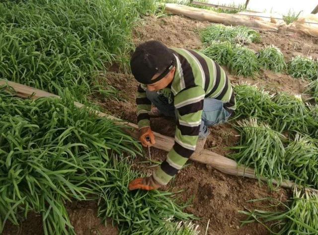 割韭菜违法?这"韭菜"是珍贵的国家一级保护植物,农民别割错了